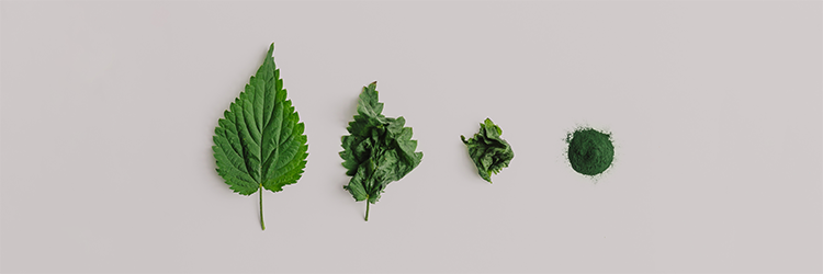 Bloom Nutrition Review: The Best TikTok Health Brand?