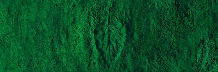 Field of Greens Review: Are Organic Greens Healthier?