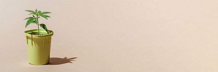 Hydroponic Weed: Healthier Than Regular Weed?